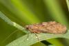 Rhyacophila sp.